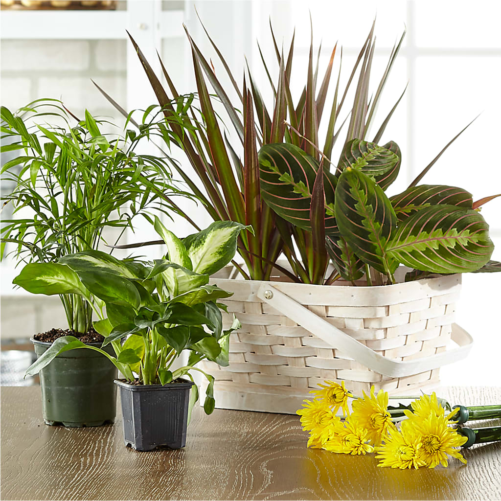 Florist Designed Blooming and Green Plants in a Basket – C & C SENSATIONS, Waynesboro VA