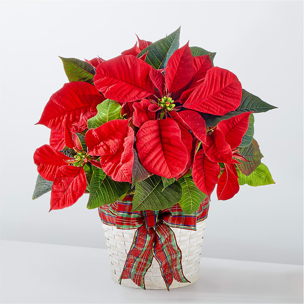 Happiest Holidays Poinsettia – C & C SENSATIONS, Waynesboro VA