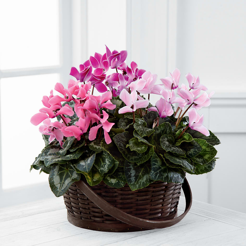 Mixed Cyclamen Planter – C & C SENSATIONS, Waynesboro VA