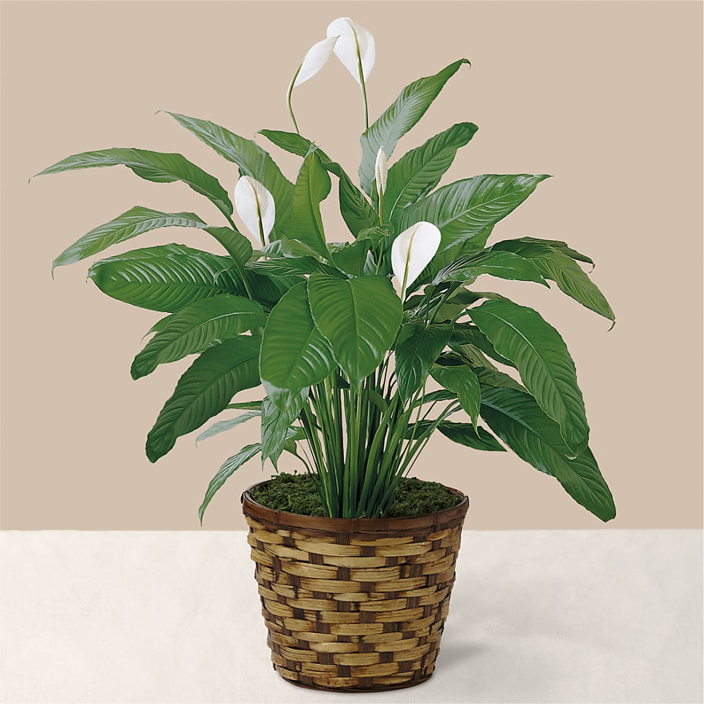 Tranquil Moments Peace Lily Plant – C & C SENSATIONS, Waynesboro VA