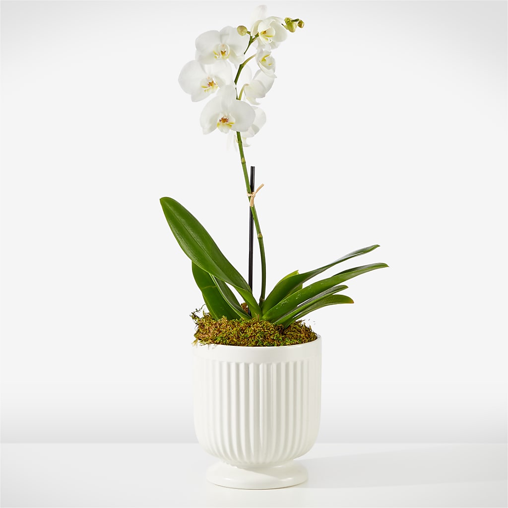 Whispering White Orchid – C & C SENSATIONS, Waynesboro VA