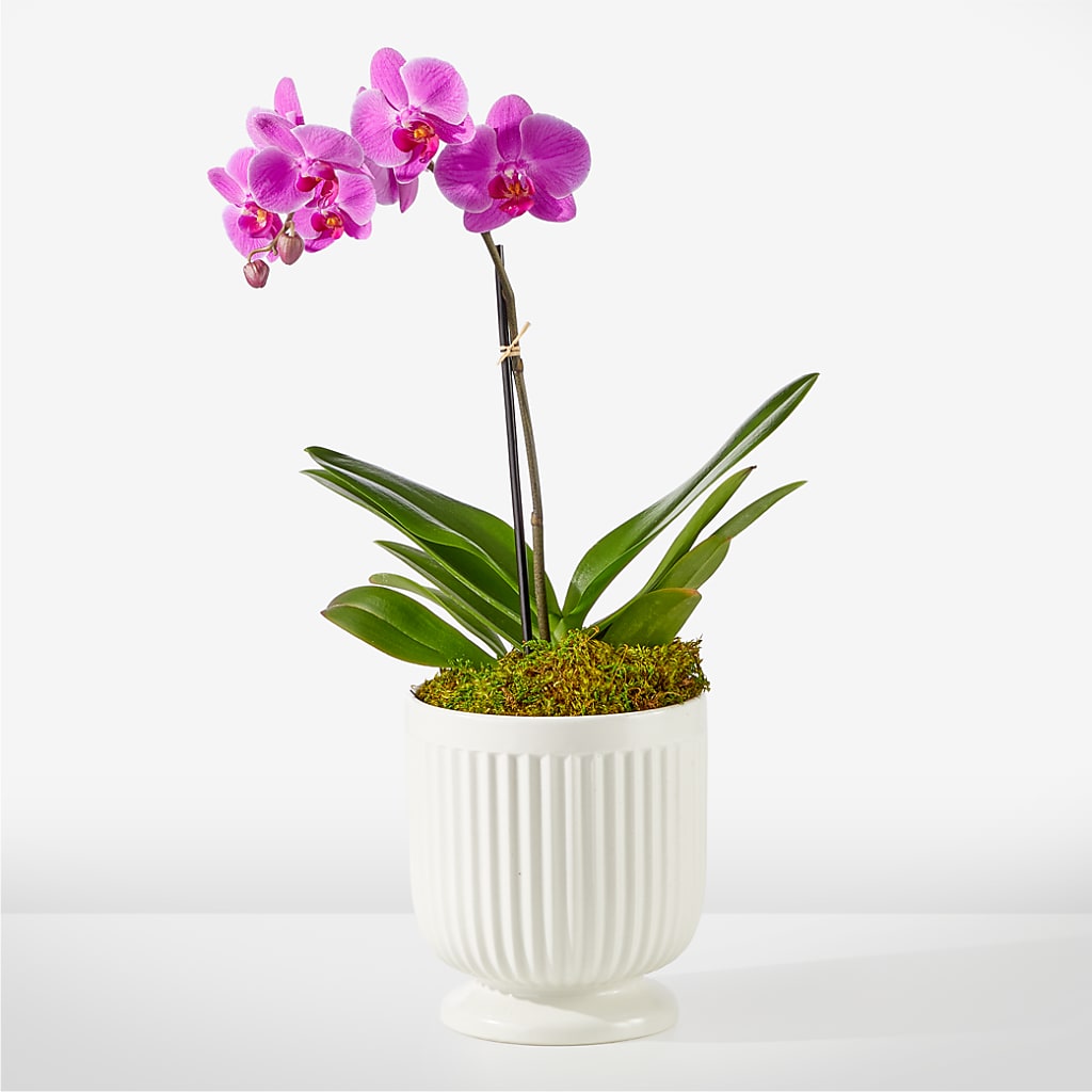 Friendly Fuchsia Orchid – C & C SENSATIONS, Waynesboro VA