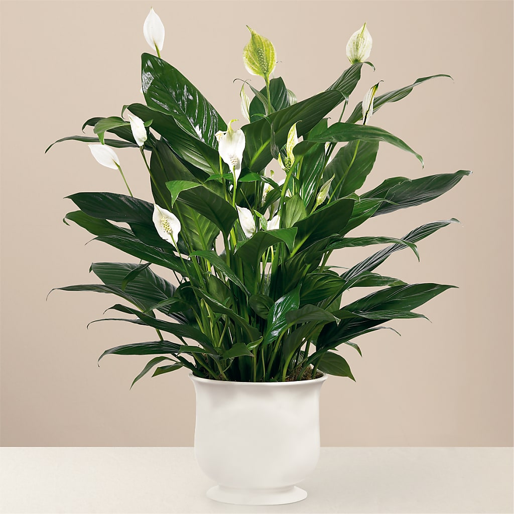 Comfort Planter – C & C SENSATIONS, Waynesboro VA