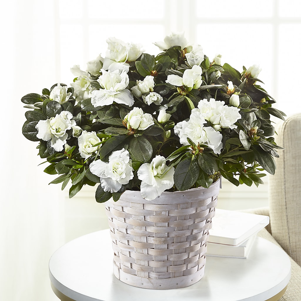 White Azalea Plant – C & C SENSATIONS, Waynesboro VA