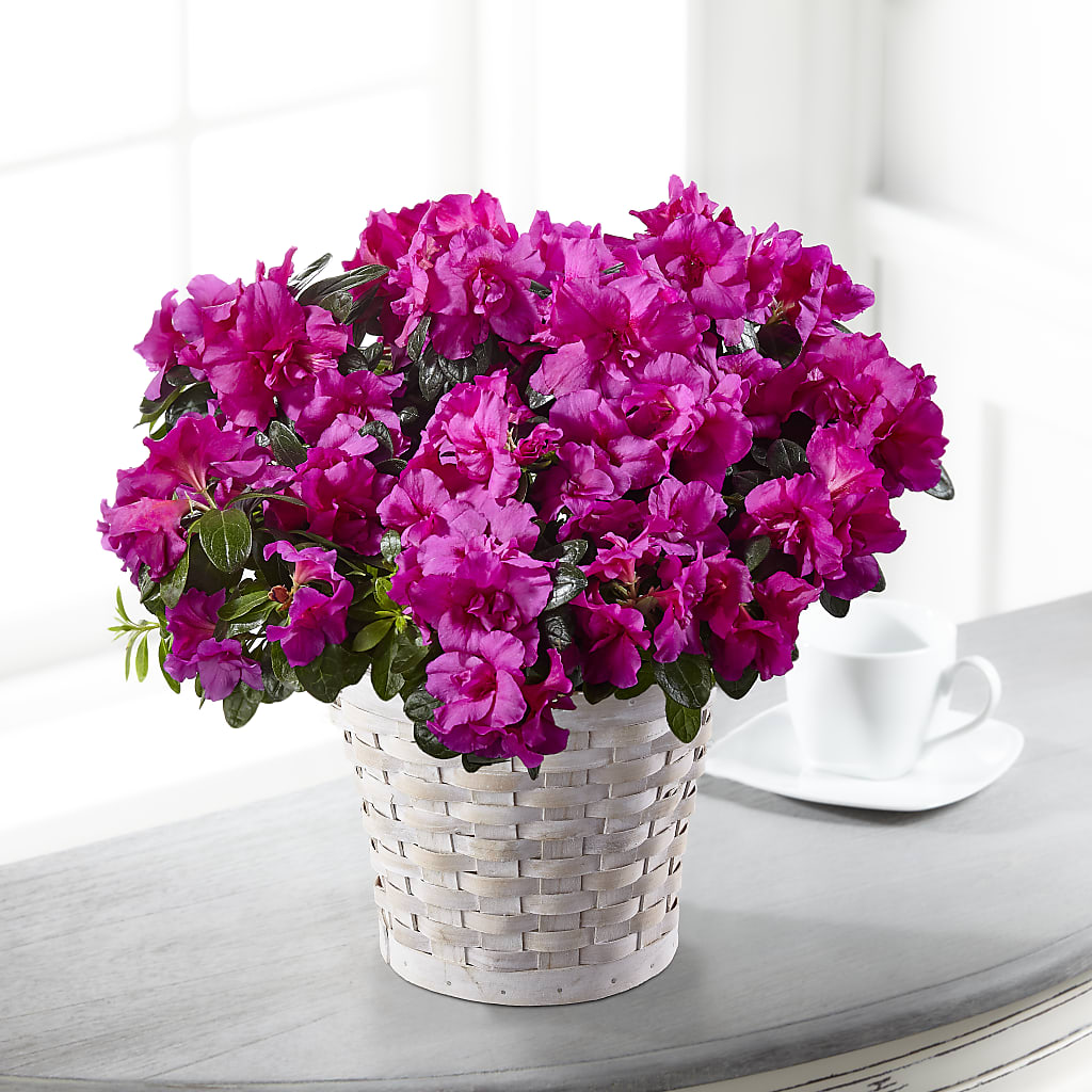 Hope & Serenity Azalea Plant – C & C SENSATIONS, Waynesboro VA