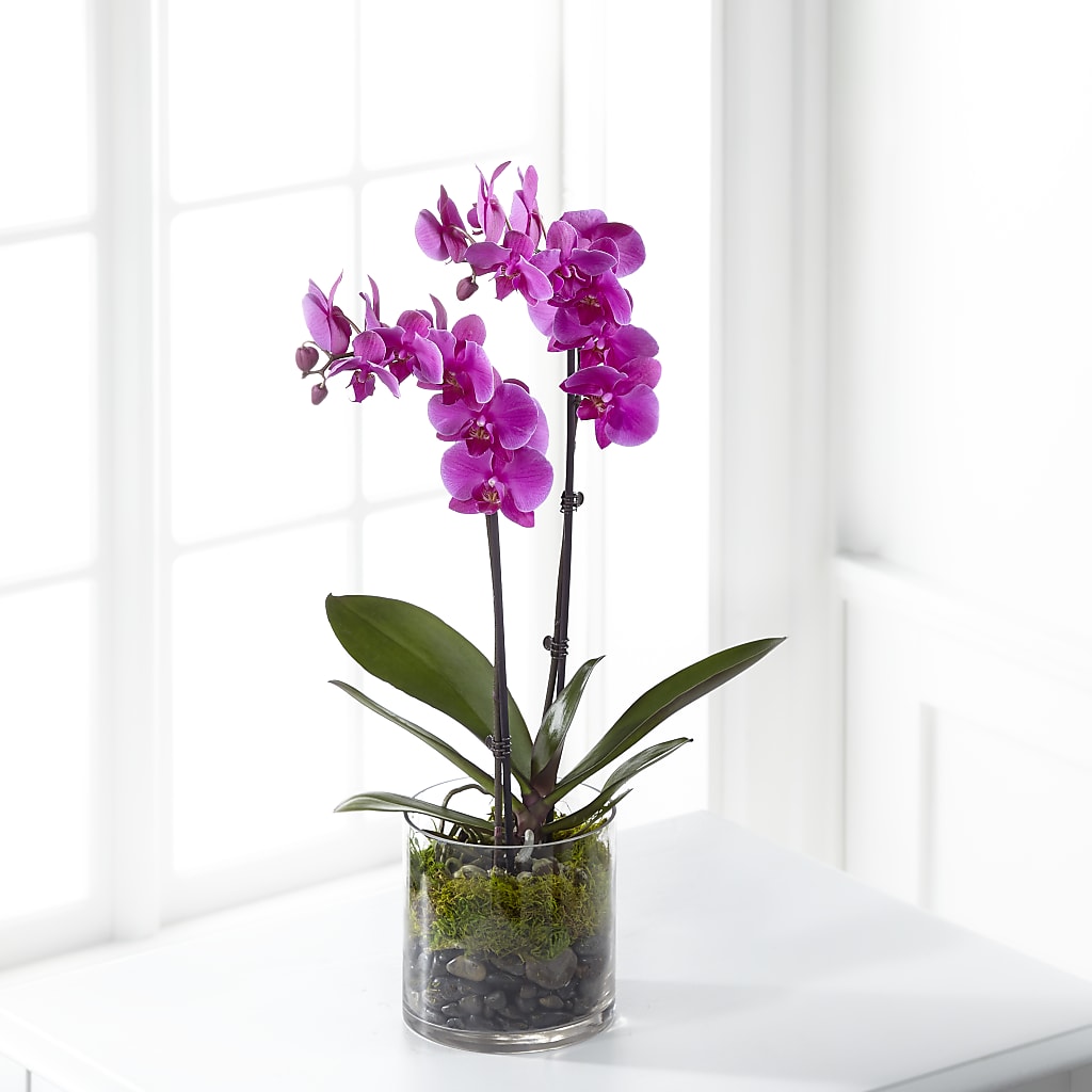 Pink Orchid Plant – C & C SENSATIONS, Waynesboro VA