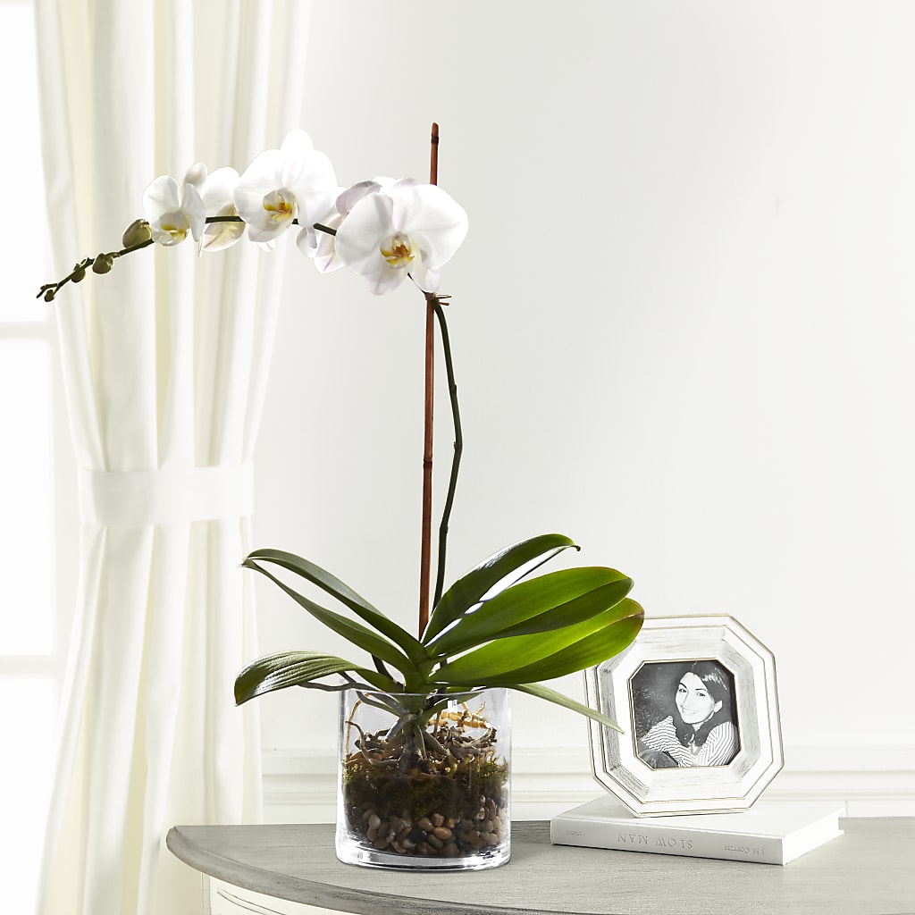 White Orchid Planter – C & C SENSATIONS, Waynesboro VA