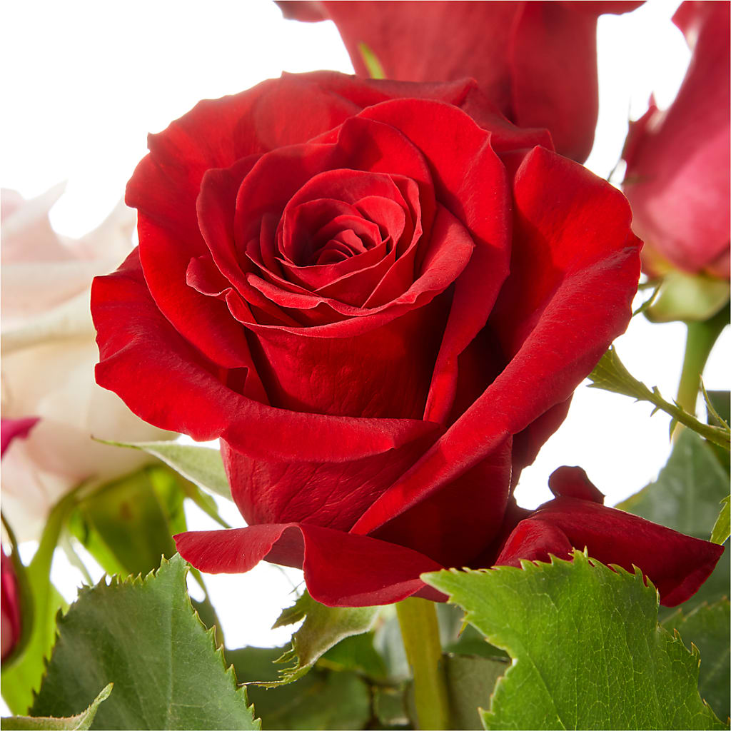 Love Notes Rose Bouquet – C & C SENSATIONS, Waynesboro VA