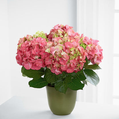 Pink Hydrangea Planter – C & C SENSATIONS, Waynesboro VA