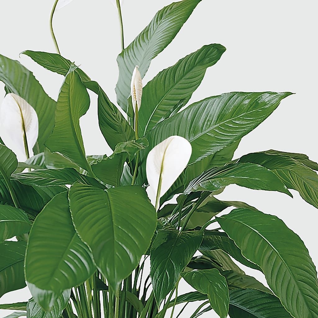 Tranquil Moments Peace Lily Plant – C & C SENSATIONS, Waynesboro VA