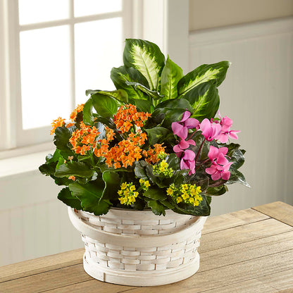 Color Crush Dishgarden – C & C SENSATIONS, Waynesboro VA