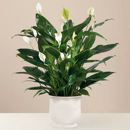 Comfort Planter – C & C SENSATIONS, Waynesboro VA