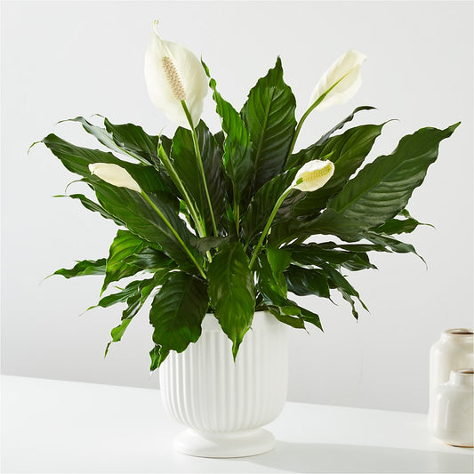 Comfort Planter – C & C SENSATIONS, Waynesboro VA