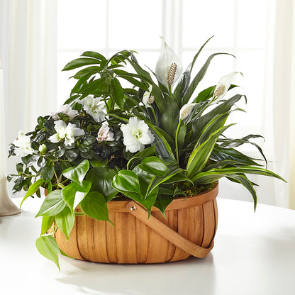 Serene Dishgarden – C & C SENSATIONS, Waynesboro VA