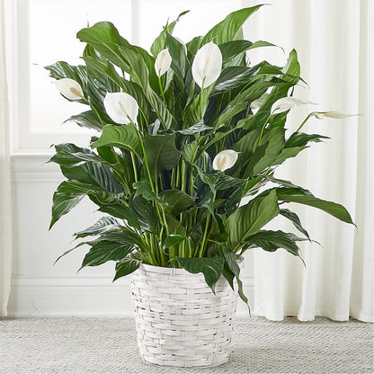 A New Leaf Peace Lily – C & C SENSATIONS, Waynesboro VA