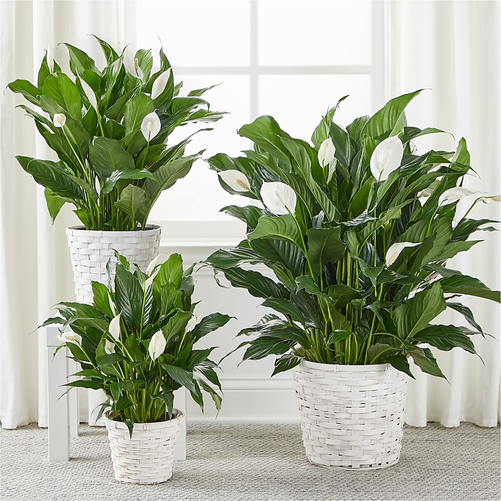 A New Leaf Peace Lily – C & C SENSATIONS, Waynesboro VA