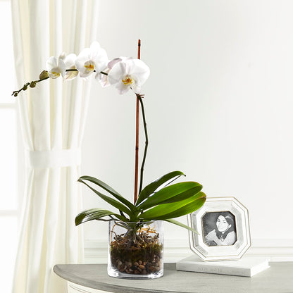 White Orchid Planter – C & C SENSATIONS, Waynesboro VA